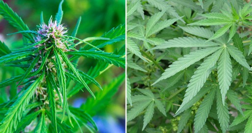 Cannabis sativa e índica